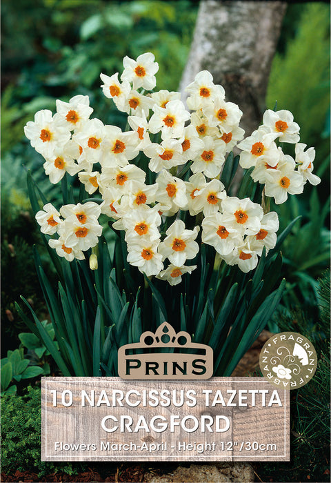 PRINS Narcissus Cragford