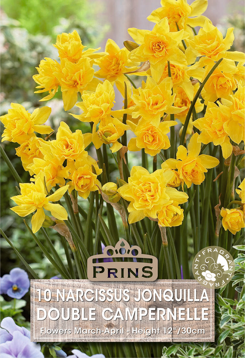 PRINS Narcissus Double Campernelle
