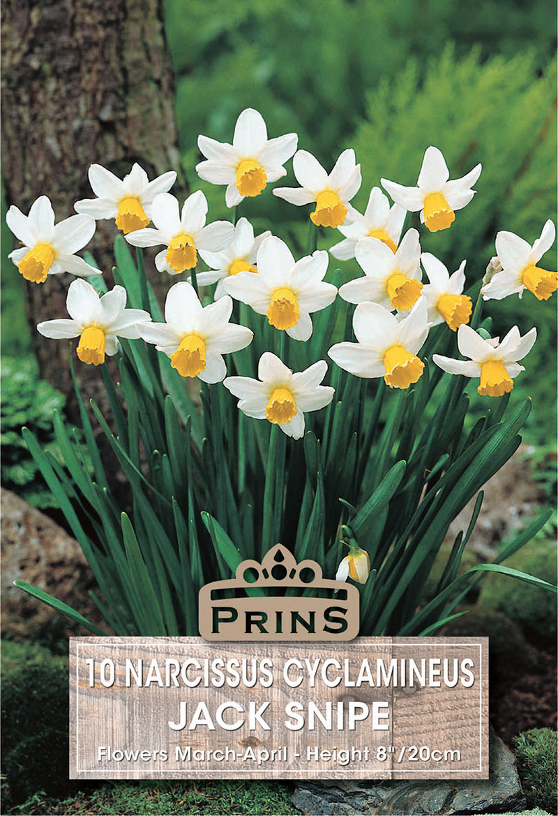 PRINS Narcissus Jack Snipe