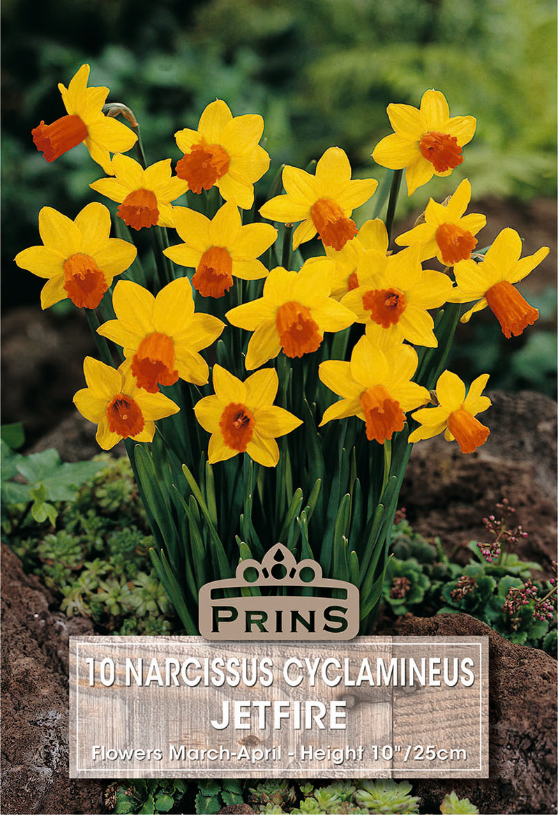 PRINS Narcissus Jetfire