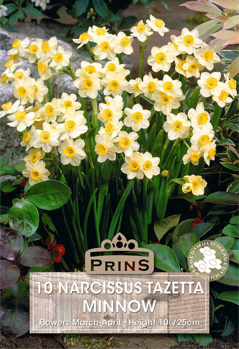 PRINS Narcissus Minnow