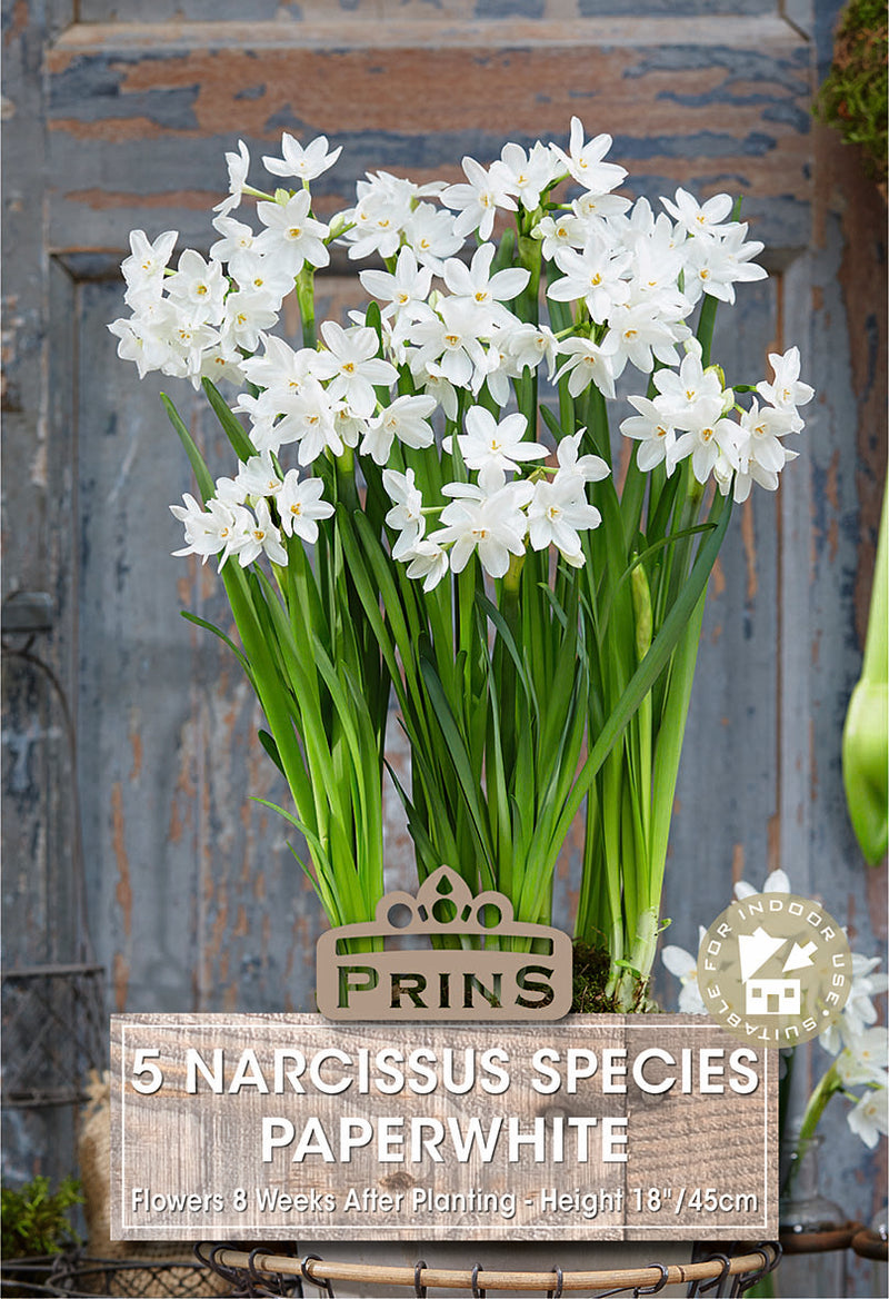 PRINS Narcissus Paperwhite