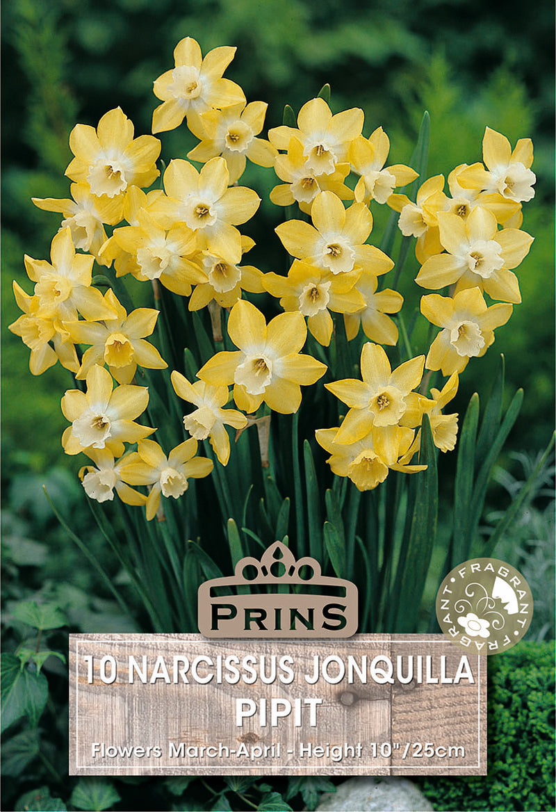 PRINS Narcissus Pipit