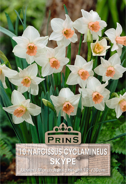 PRINS Narcissus Skype