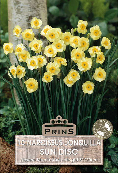 PRINS Narcissus Sun Disc