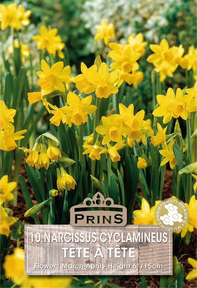PRINS Narcissus Tete A Tete