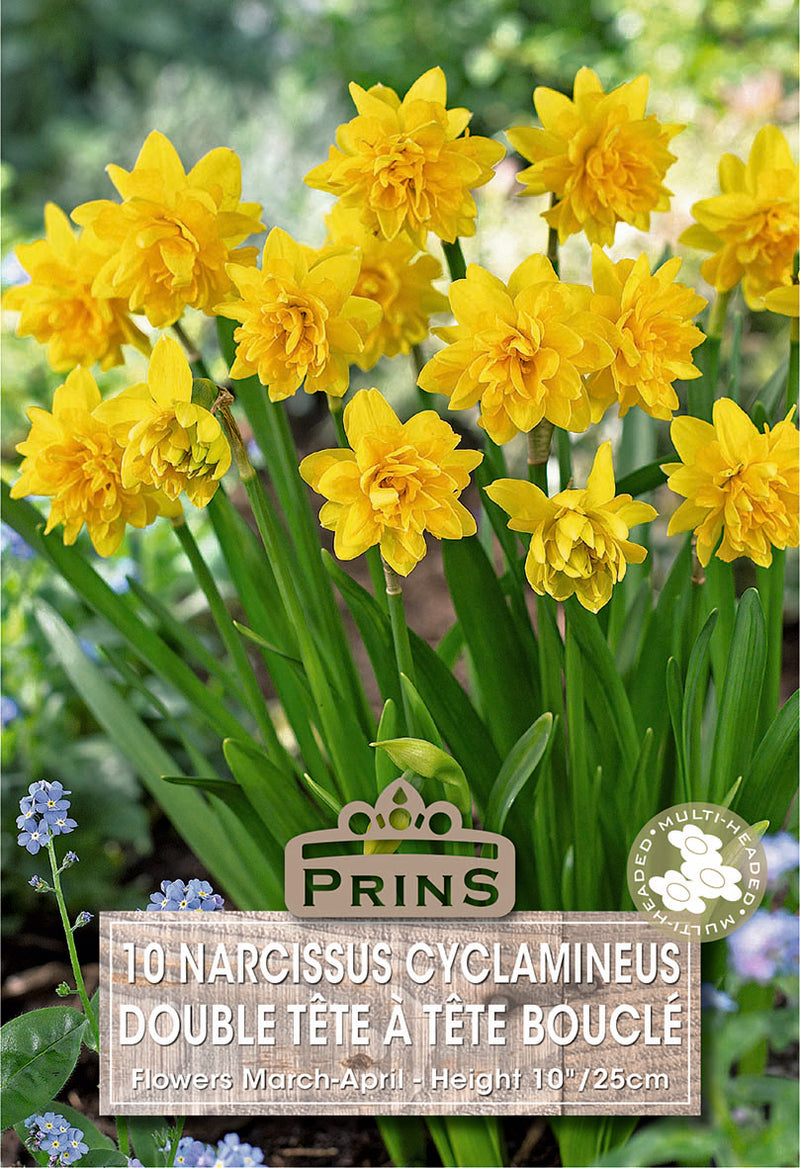 PRINS Narcissus Double TeTé A TeTé Boucle