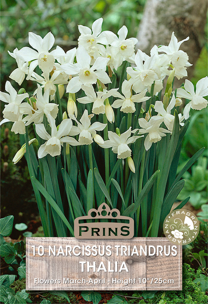 PRINS Narcissus Triandrus Thalia