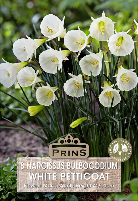 PRINS Narcissus Blbocodium White Petticoat