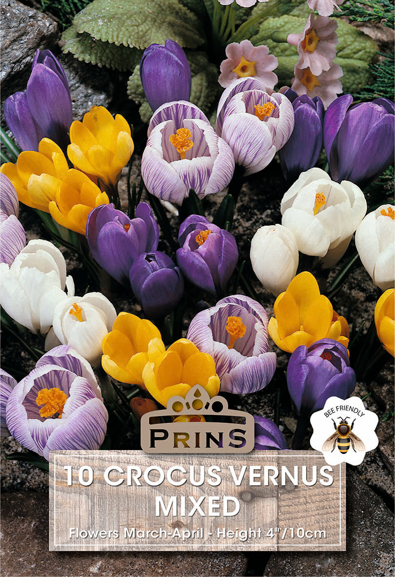 PRINS Crocus Mixed Vernus