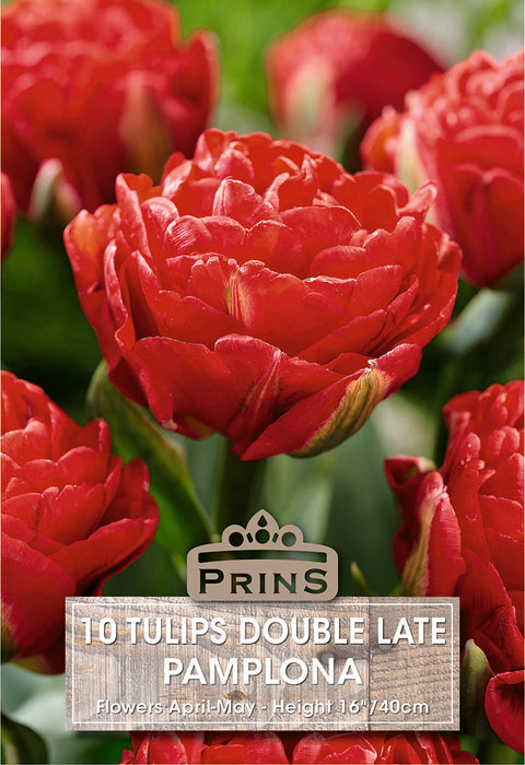 PRINS Tulips Pamplona