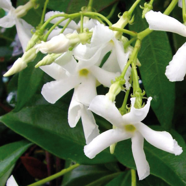 TRACHELOSPERMUM jasminoides Pyramid 19cm