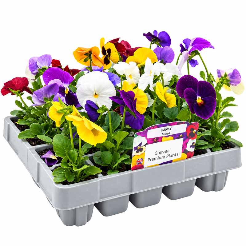 PANSY Mixed 20pk
