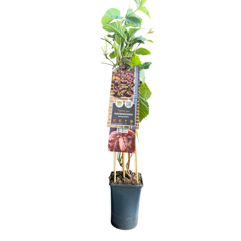 PARTHENOCISSUS Quinquefolia P15