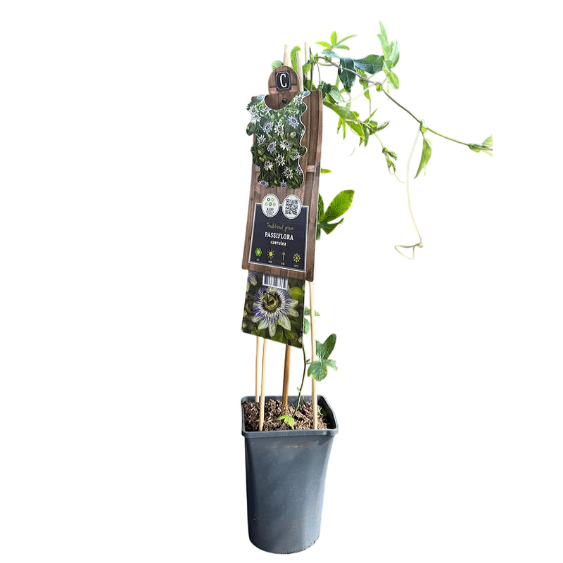 PASSIFLORA Caerulea P17