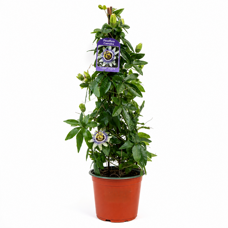 PASSIFLORA caerulea 15cm