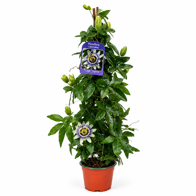 PASSIFLORA caerulea P12