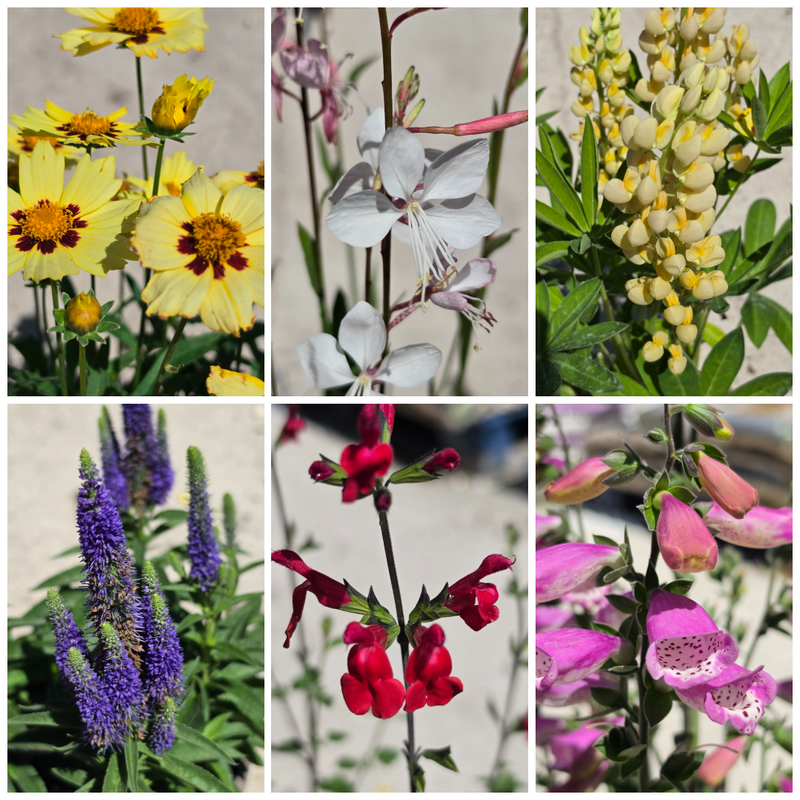 PERENNIAL Promo 2ltr - 6 Plants