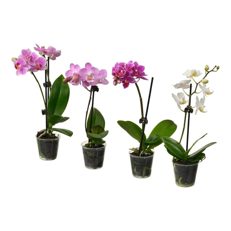 PHALAENOPSIS 1-Stem Mix P12