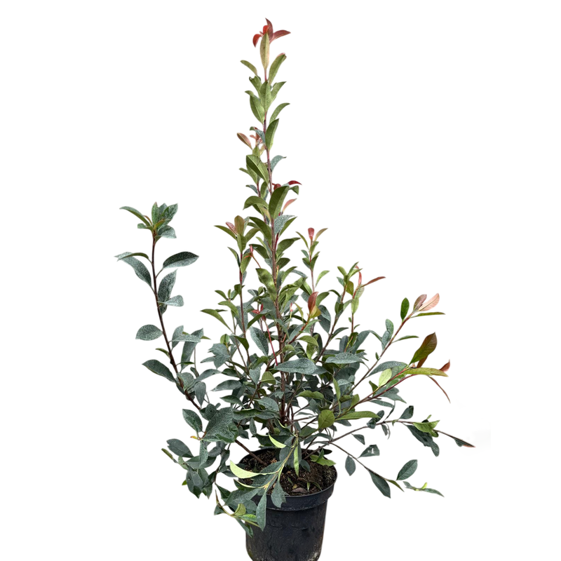 PHOTINIA Fraseri Red Robin