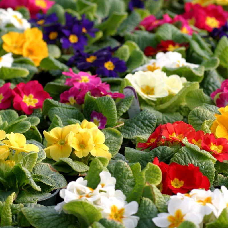 PRIMROSE 9cm