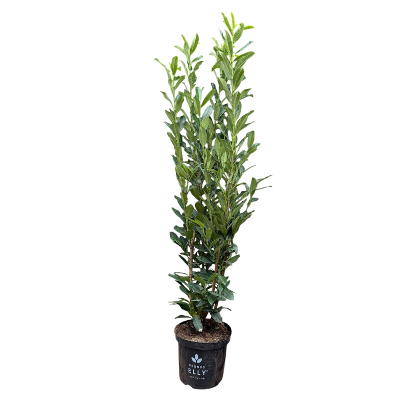 PRUNUS Elly C15