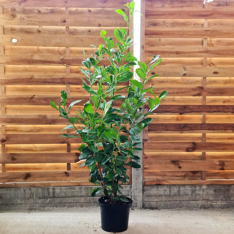 PRUNUS  Laur. Rotundifolia