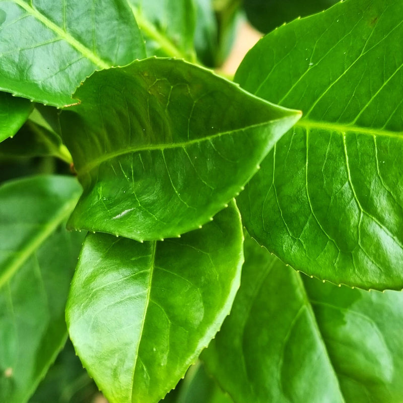 PRUNUS Laurocerasus
