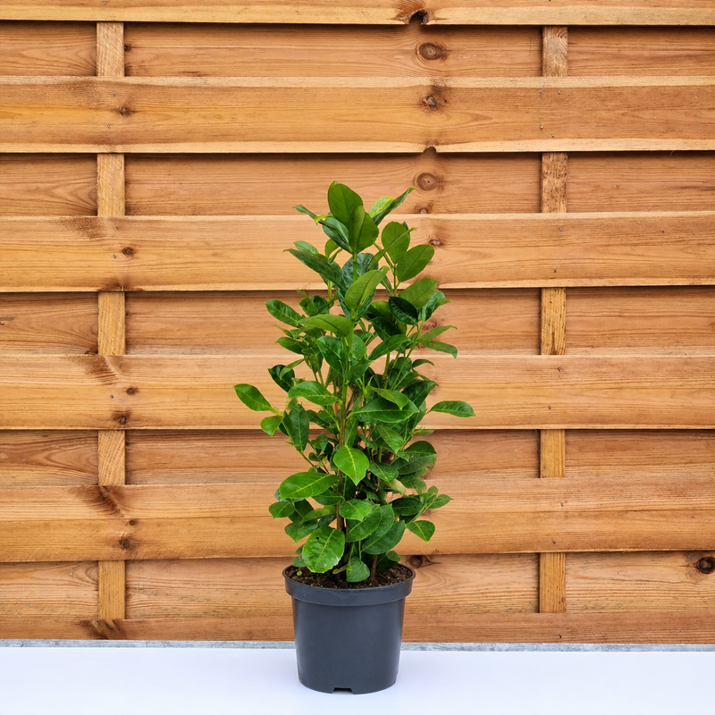 PRUNUS Laurocerasus
