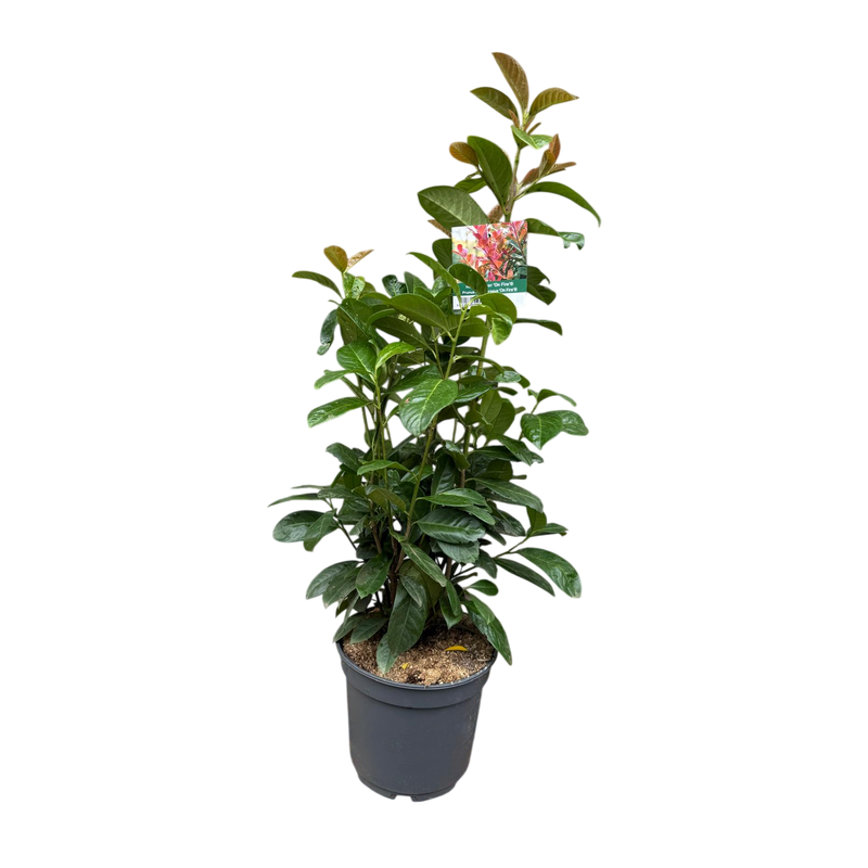 A potted with glossy green leaves and a few reddish-brown new leaves, shown in a dark gray nursery pot on a plain white background. A small plant tag is attached near the top.