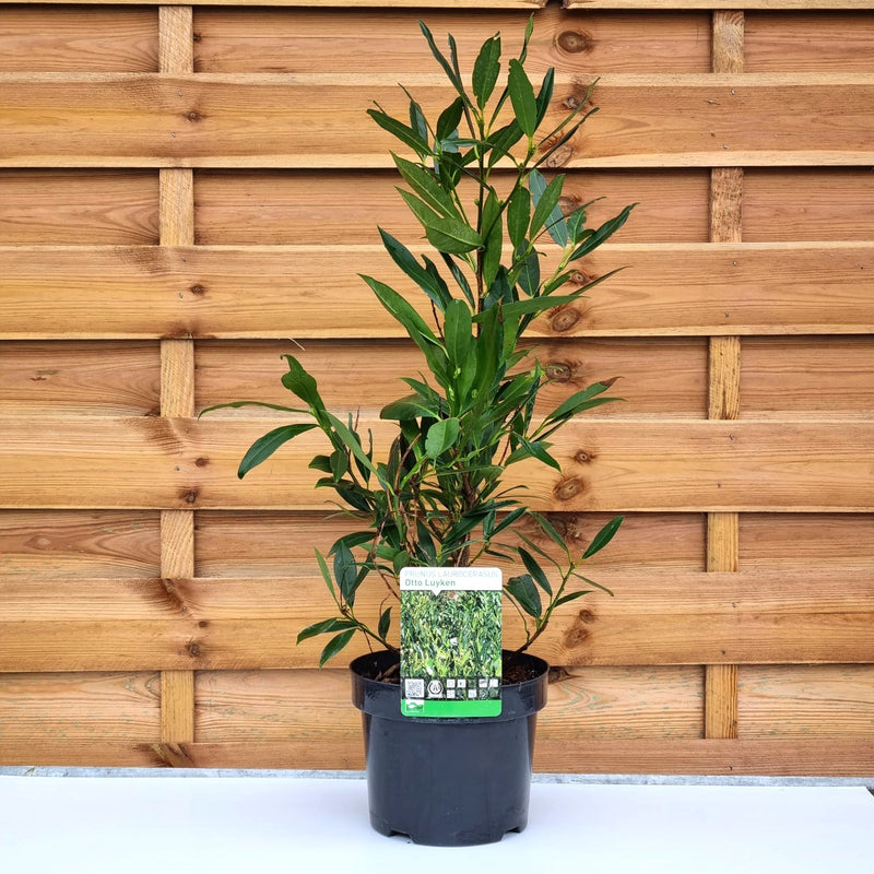 PRUNUS  Laurocerasus 'Otto Luyken'