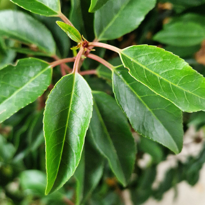 PRUNUS Angustifolia 7.5ltr