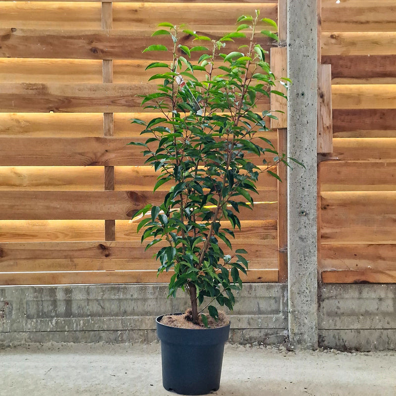 PRUNUS 'Lusitanica Angustifolia'