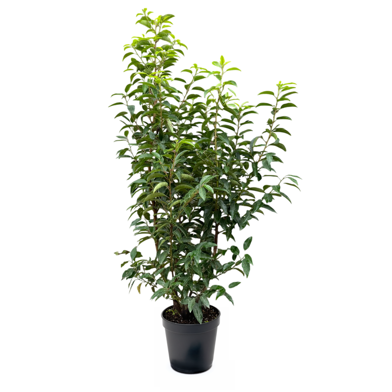 PRUNUS 'Lusitanica Angustifolia' C7.5
