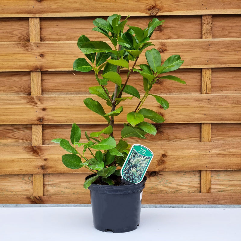 PRUNUS laur. Etna(R) ('Anbri' PBR) 3ltr
