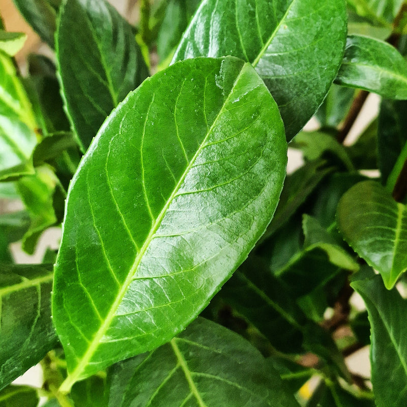 PRUNUS l. Rotundifolia 150cm