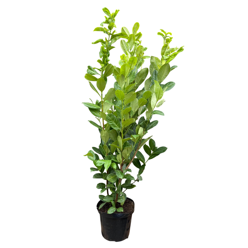 PRUNUS laur. Rotundifolia 120cm+