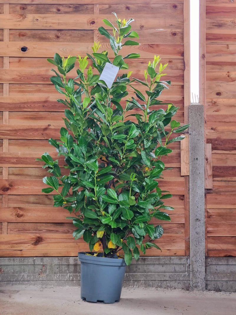 PRUNUS l. Rotundifolia 150cm