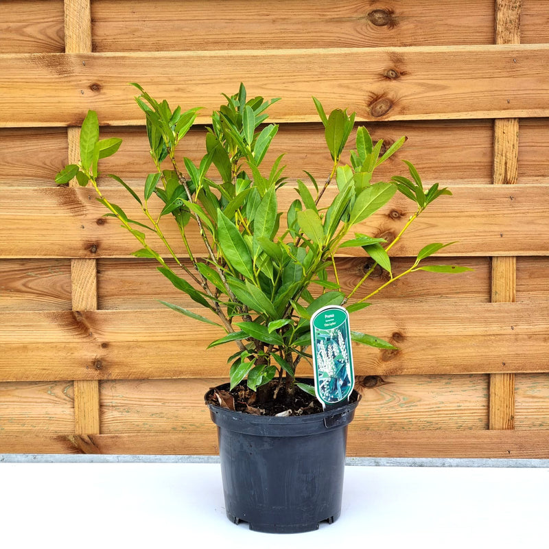 PRUNUS laur. 'Otto Luyken' 3ltr