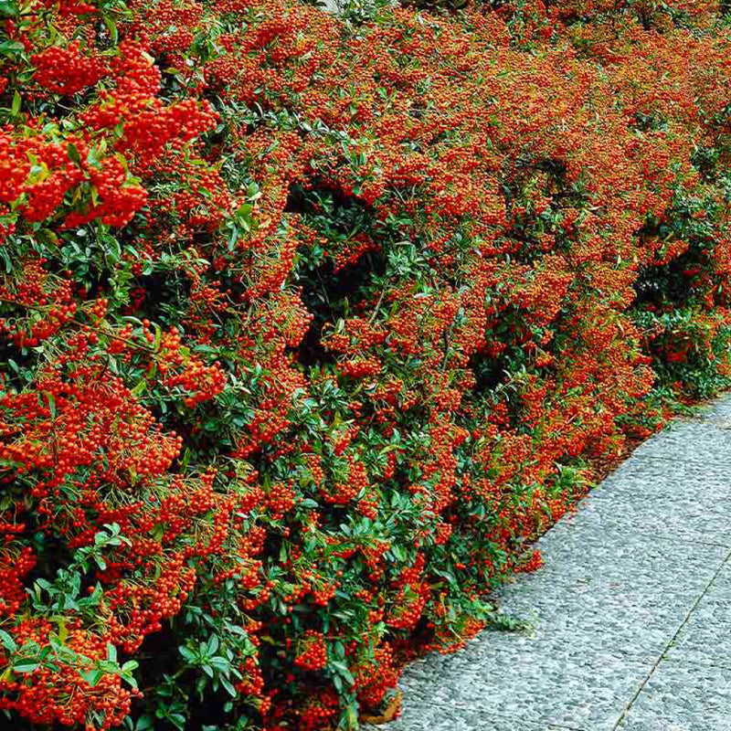 PYRACANTHA 'Mohave' 3L