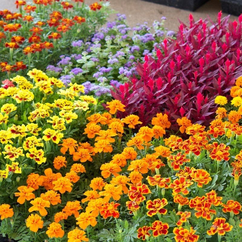 Pack Bedding (3 packs x In variety)