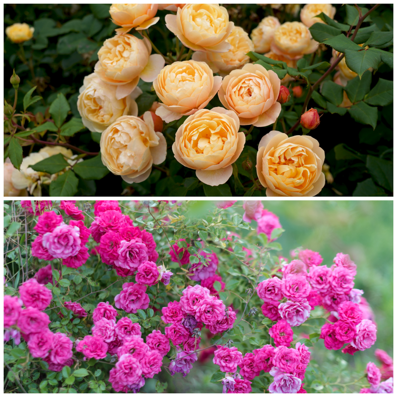 Plant Bundle B - Climbing Roses (x2)
