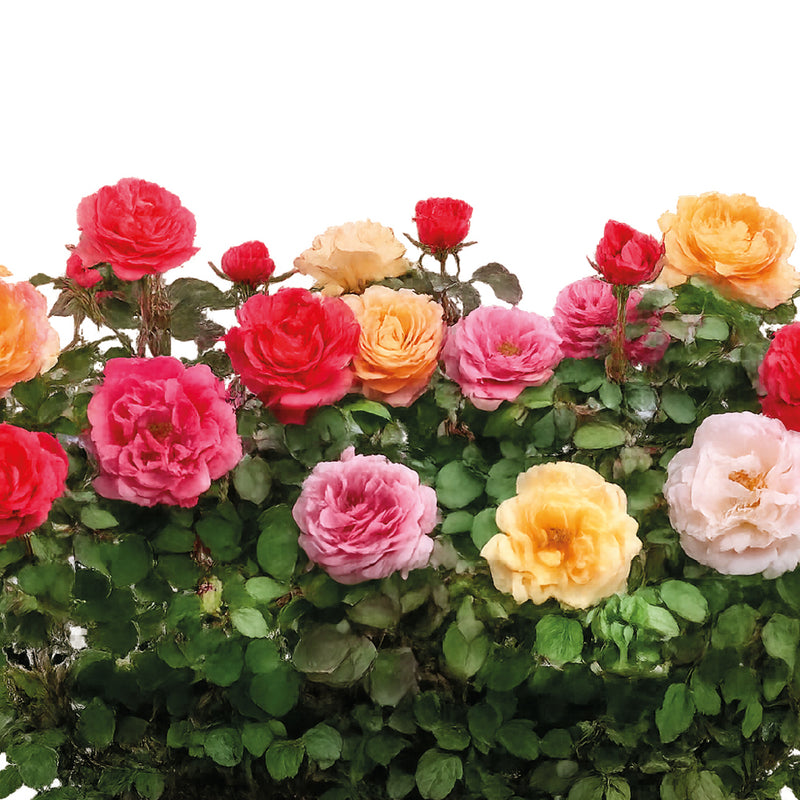 Plant Bundle A - Bush Roses (x2)