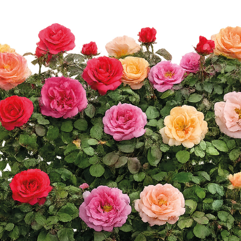 Plant Bundle A - Bush Roses (x2)