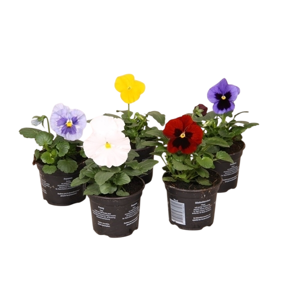 Bedding Bundle A (6 x Pot Pansies 11cm)