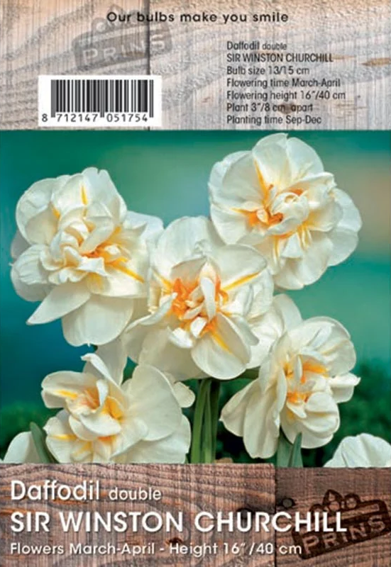Prins Daffodil Sir W.Churchill 3 Kg
