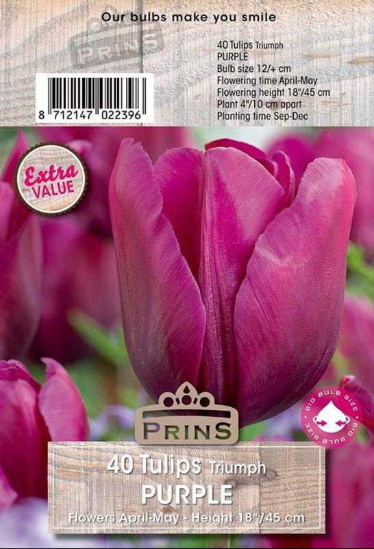 Prins Tulips Purple 40 P.P.