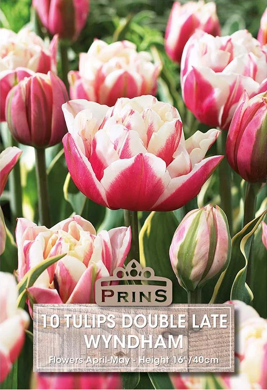 Prins Tulips Wyndham 10 P.P.