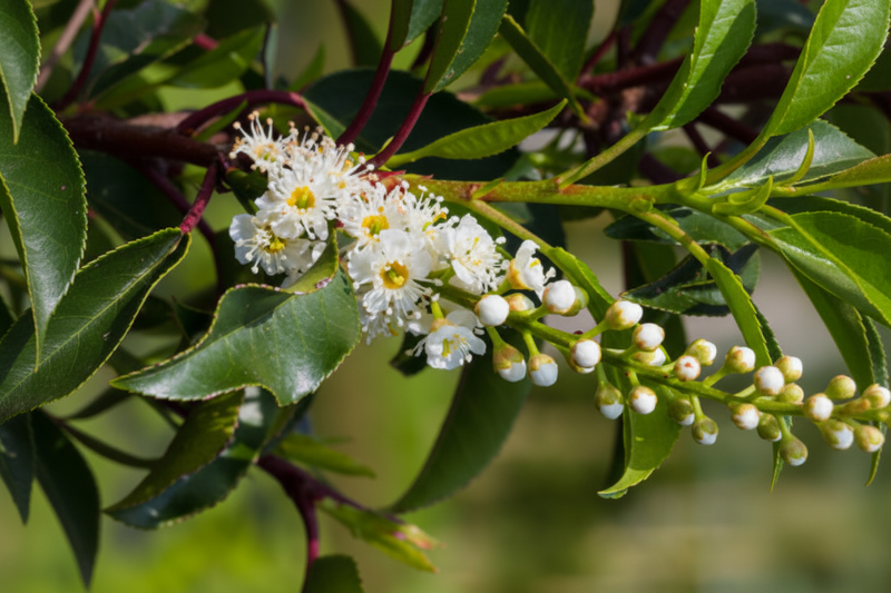 PRUNUS lusit. Brenelia 5ltr