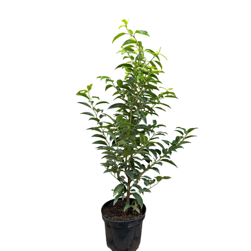 Prunus 'Lusitanica Angustifolia' 19cm